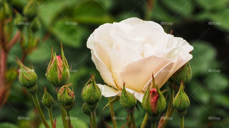 Experimentando
Experiencing