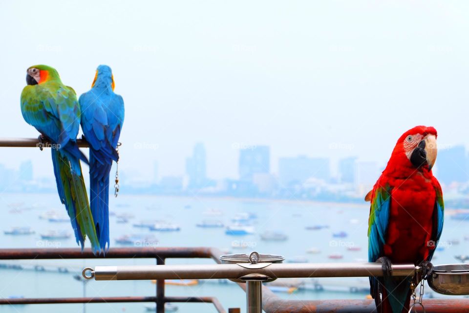 Beautiful macaw