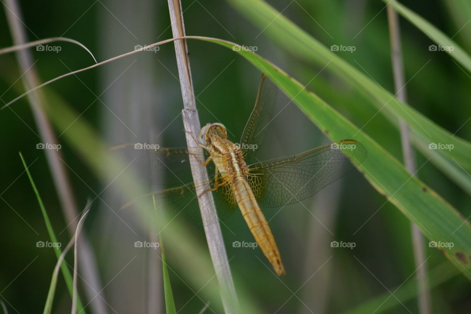 dragonfly