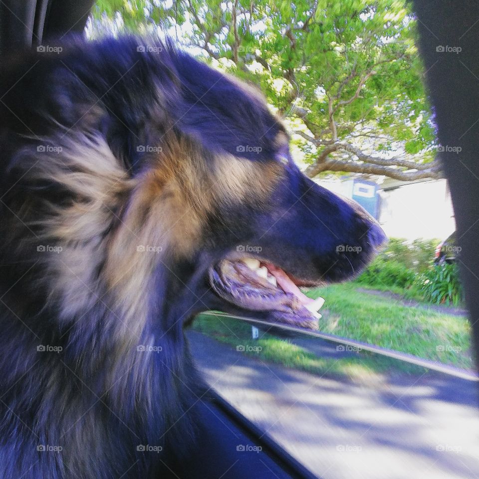 Clyde in the car