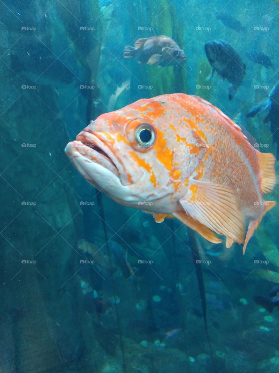 Oregon coast aquarium