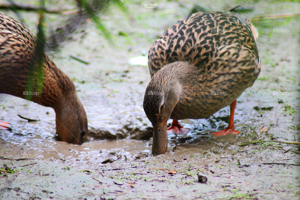 The Feeding Time