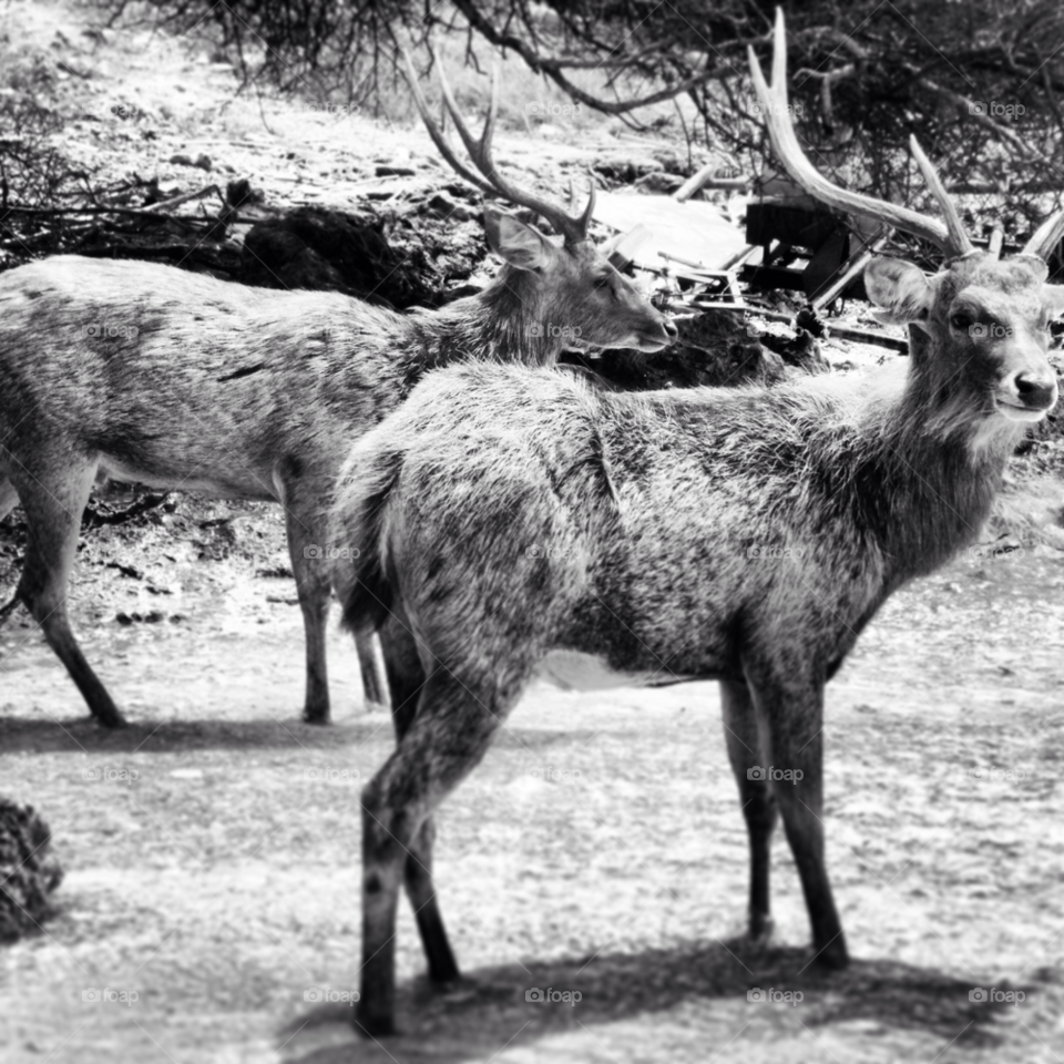 beach bali rendeer by Nietje70