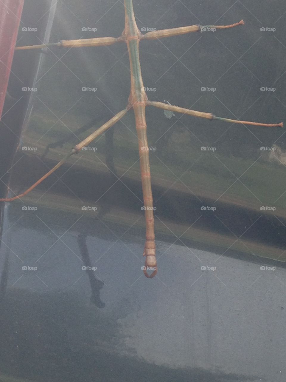 Walking stick