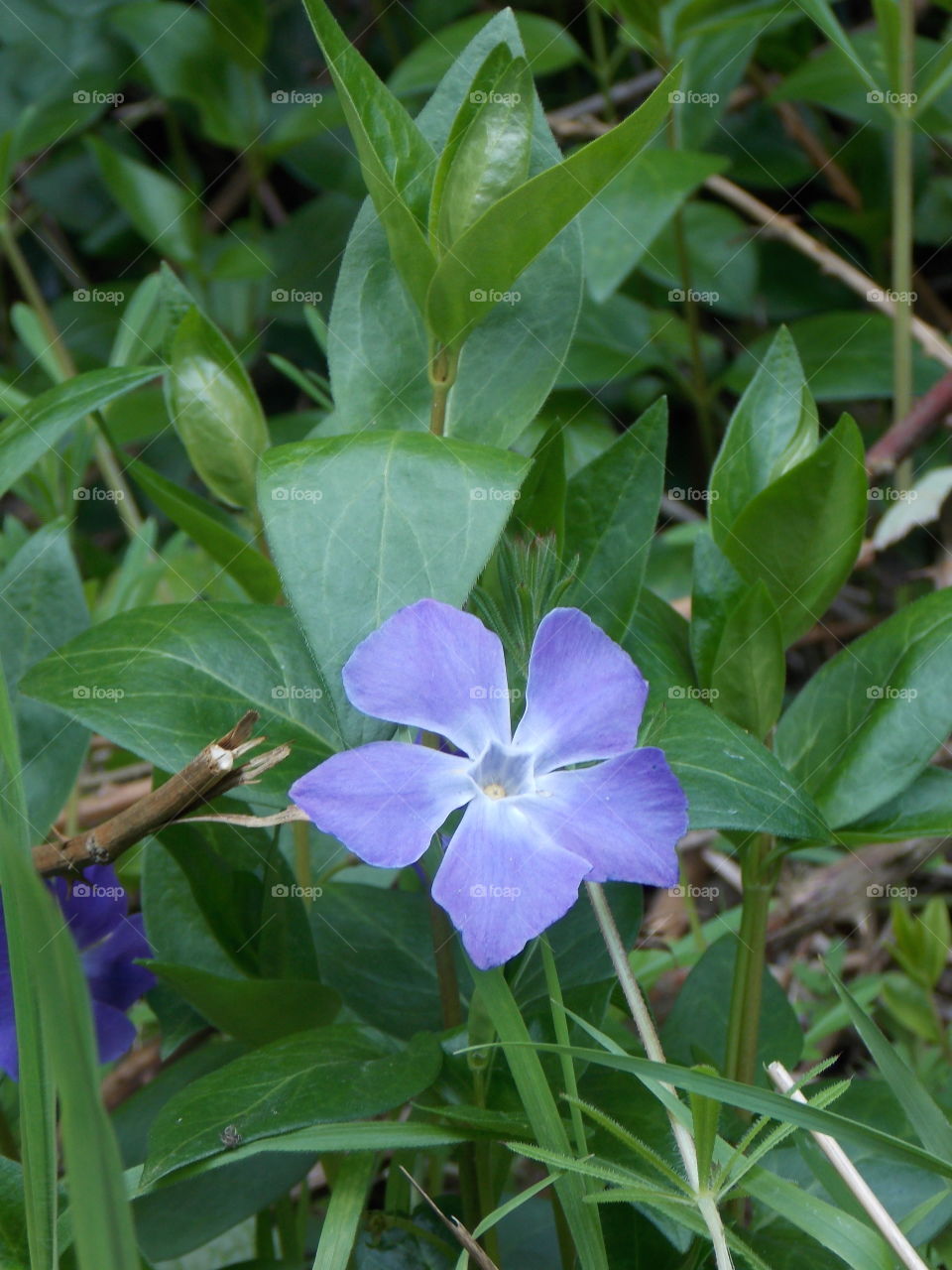 flower
