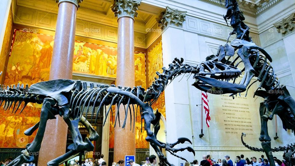 dinosaur skeleton inside museum