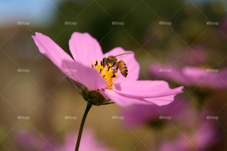 Signs of spring - bee on a pink cosmos flower closeup in the afternoon sun.