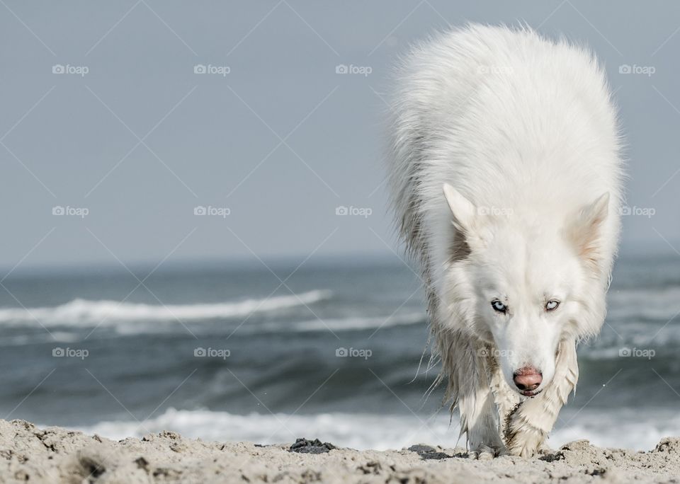 Dog walking towards camera