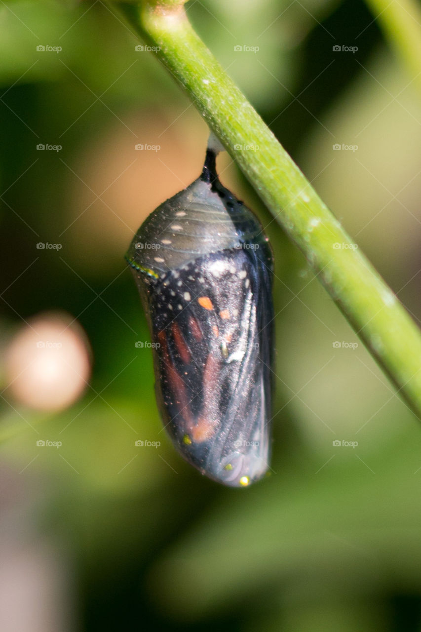 Monarch wings 