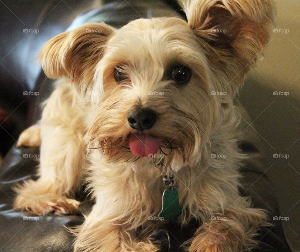 Cute dog with tongue