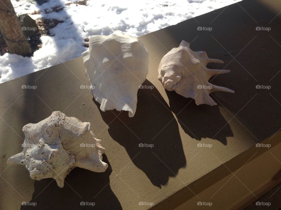 Seashells in winter