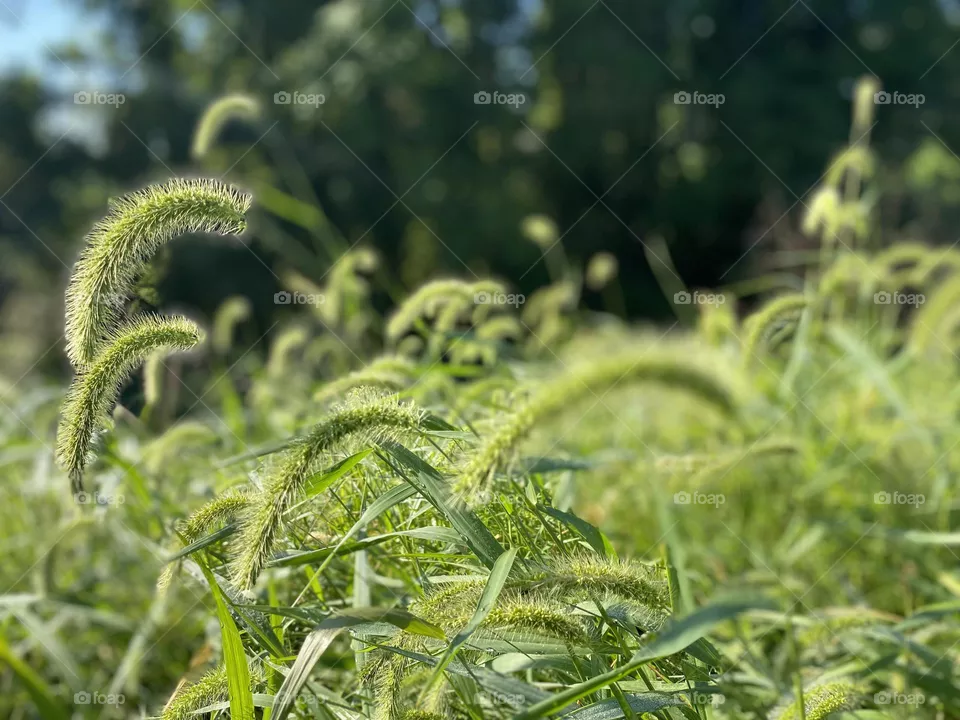 Beautiful green 