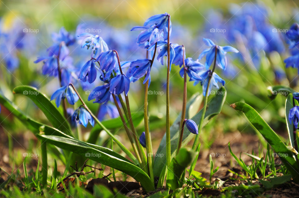 Blue snowdrops in the park 