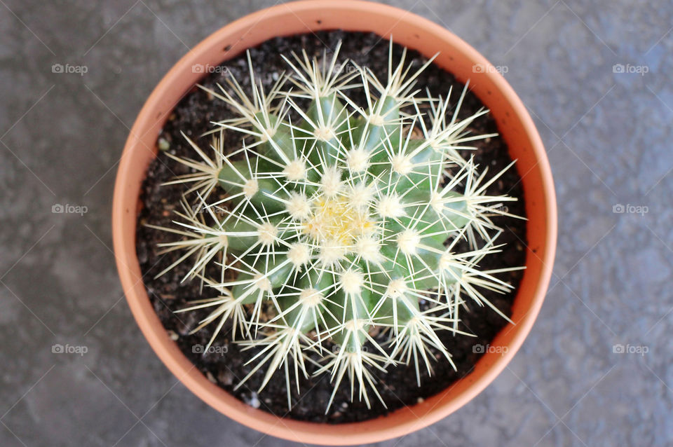 Cactus in red pot - geometric shapes and patterns