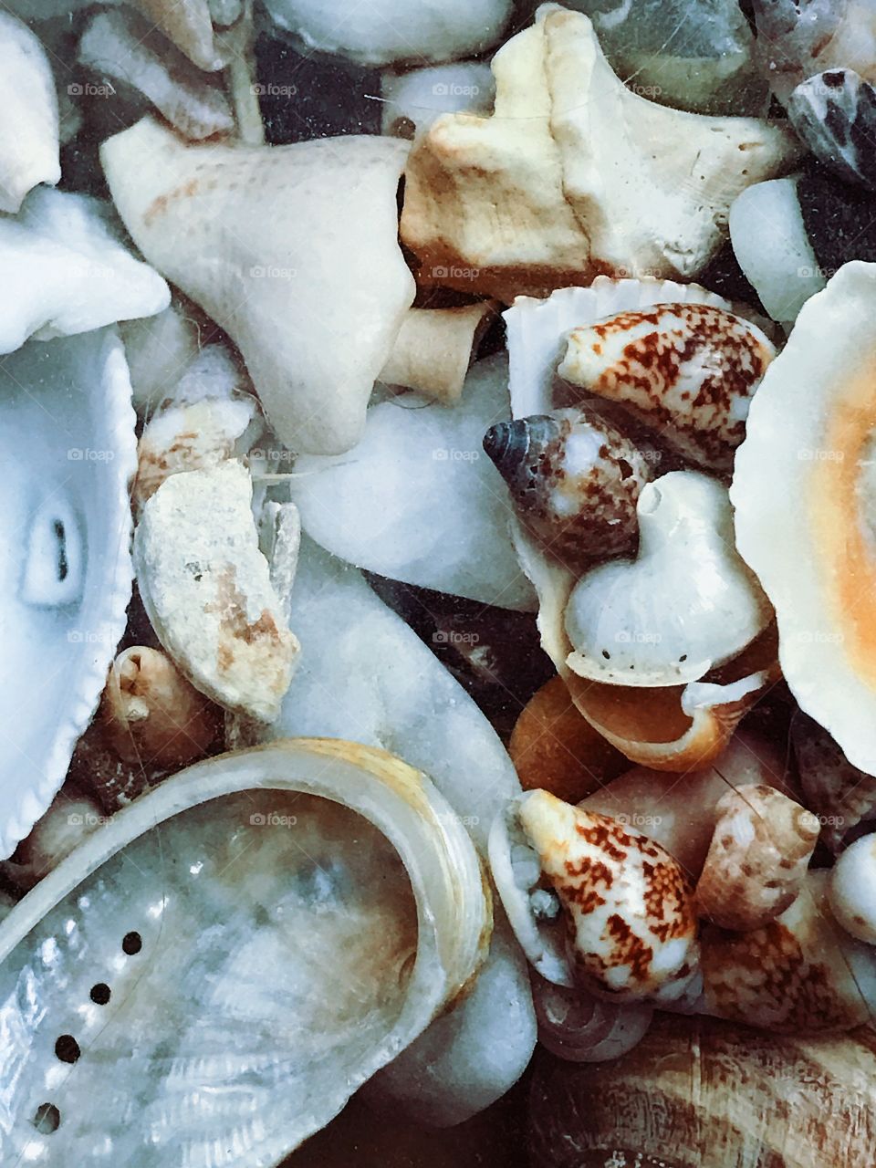 Seashells