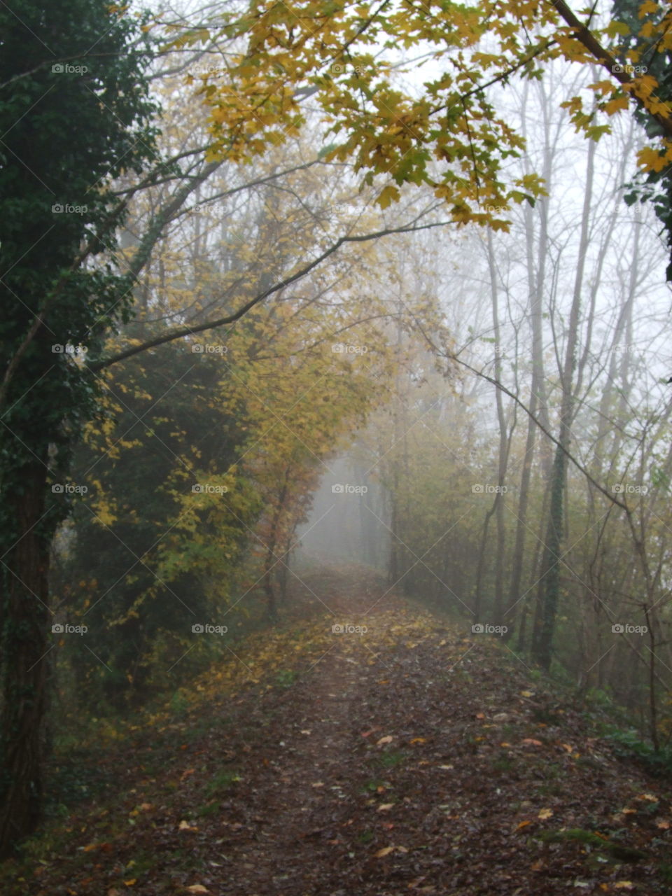 fall along the bank of the creek