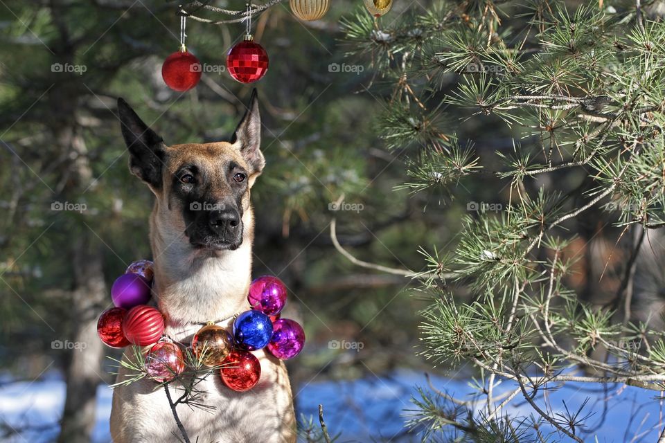 Christmas malinois