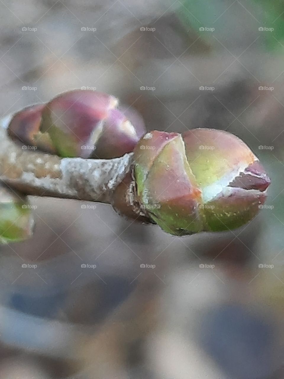 buds of future flowers in autumn garden- lilac