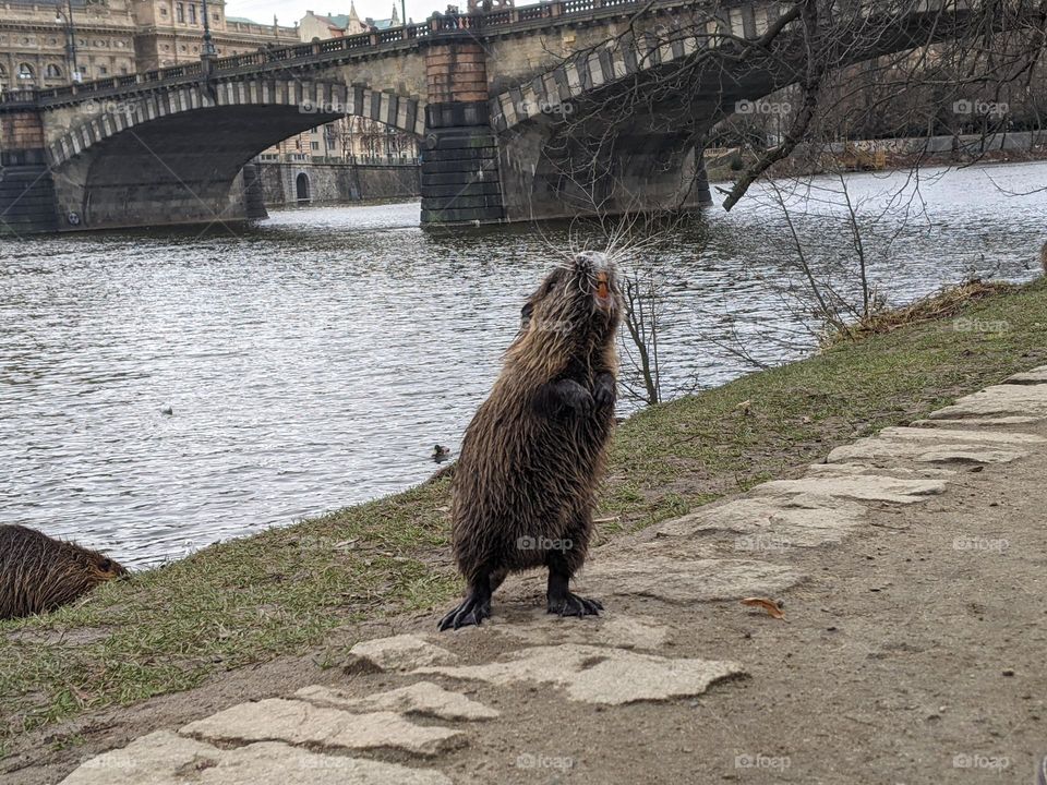 The Nutria Gathering on Prague