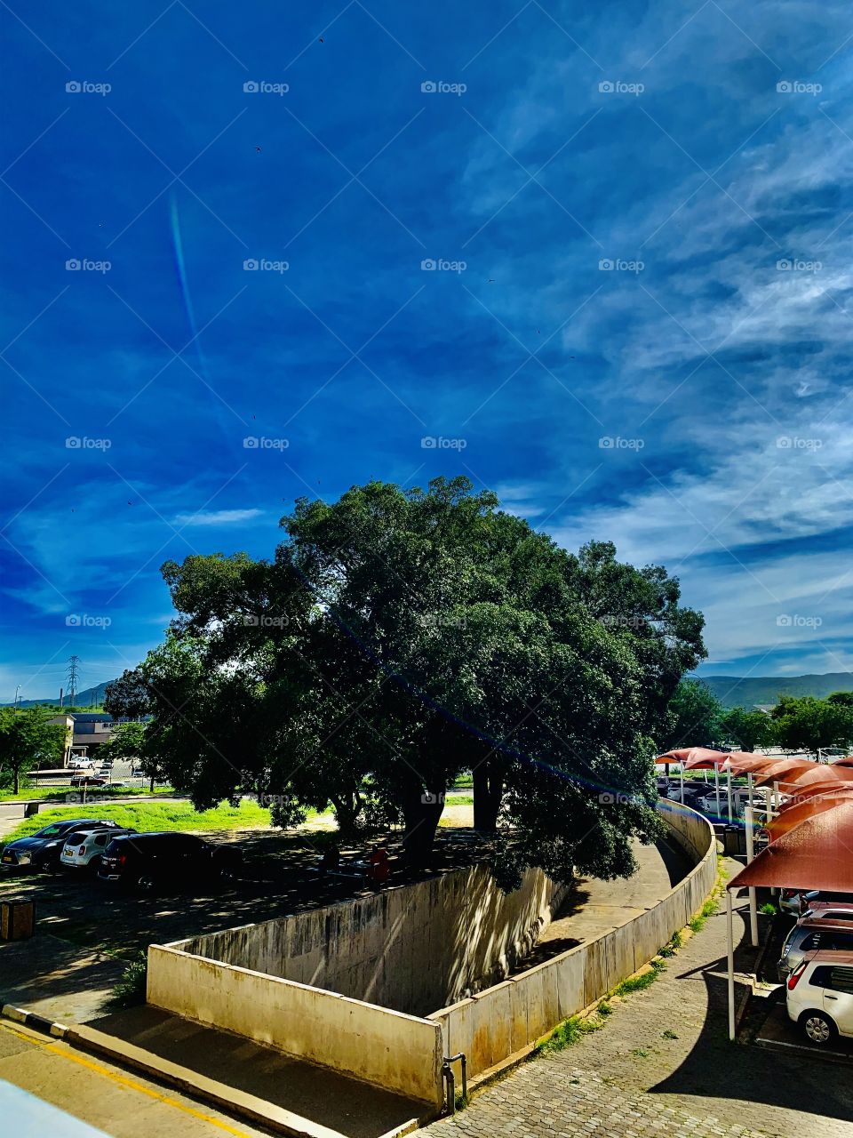 A big old tree in front of the parkings at the hospital. Healthcare workers usually have their lunch in its shade, especially on sunny and hot days.