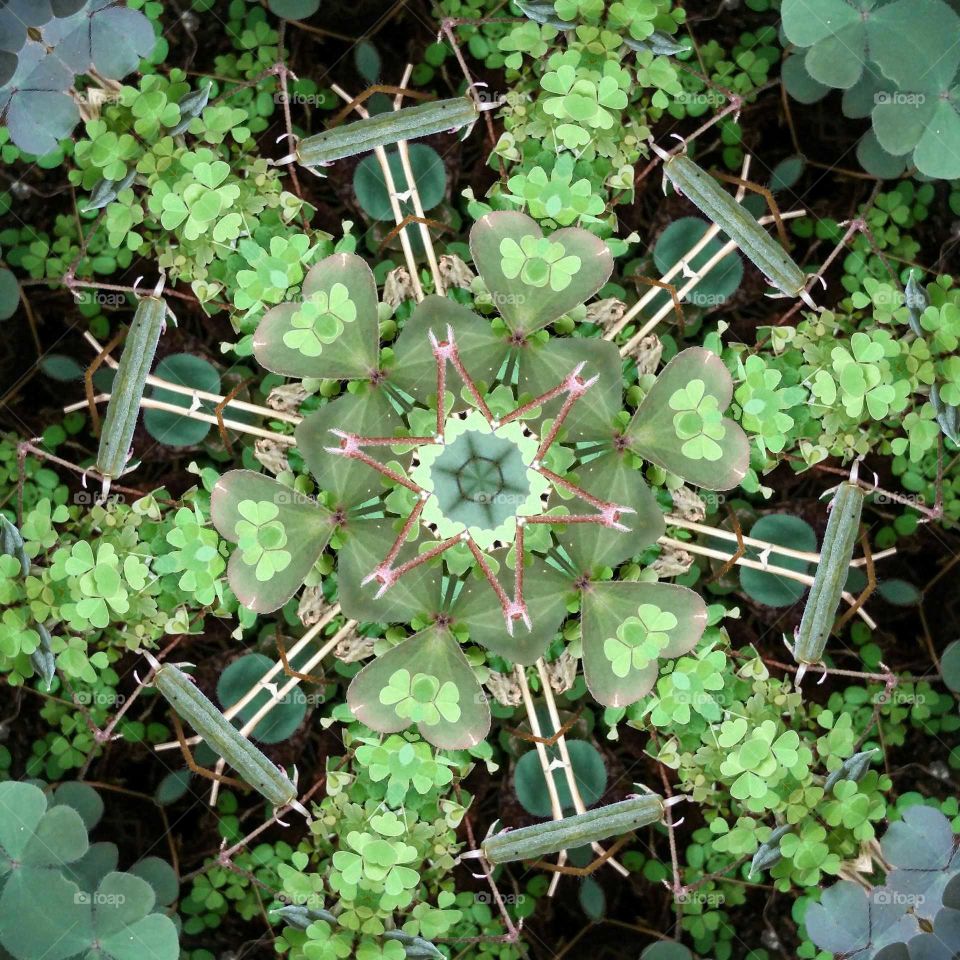 clover mandala 6