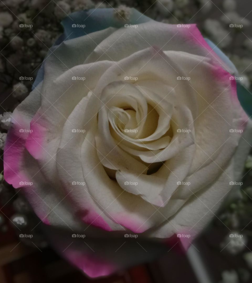 white rose