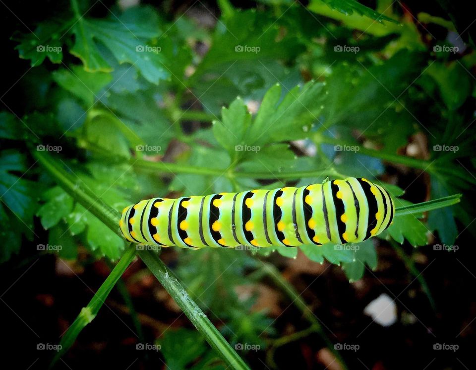 Baby swallowtail butterfly 