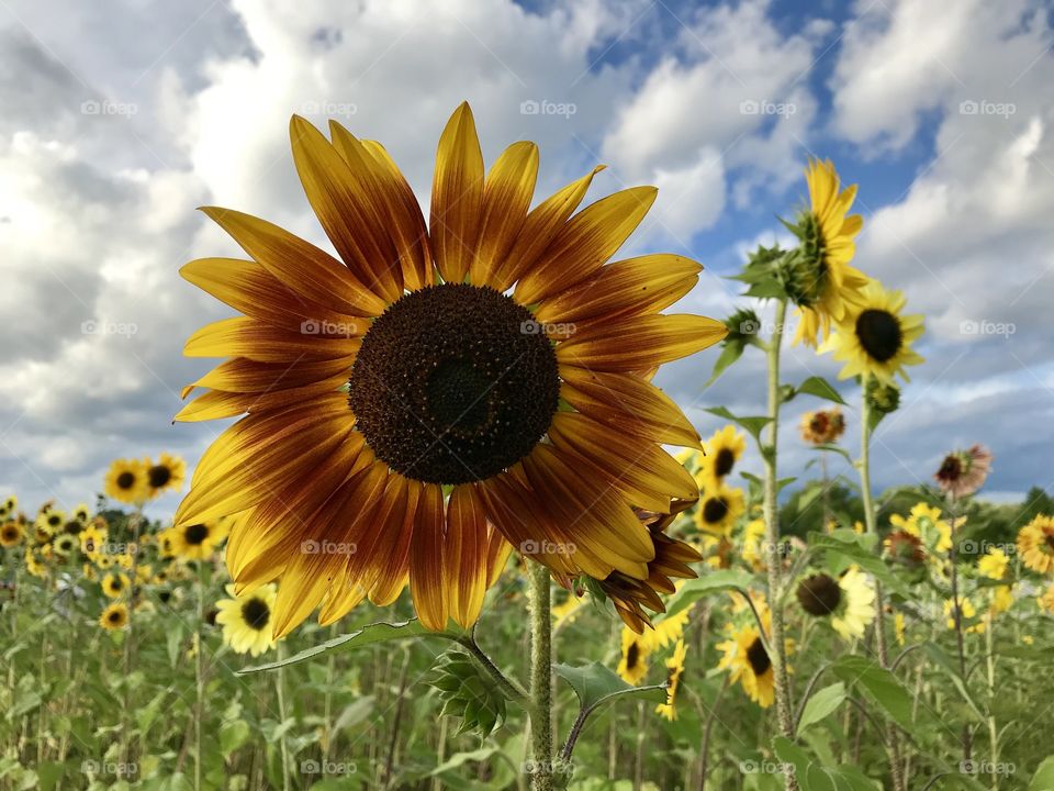 Sunflowers 