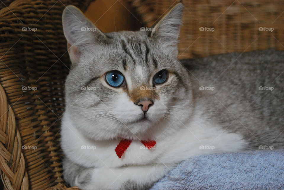 Tosco is ready for Christmas!