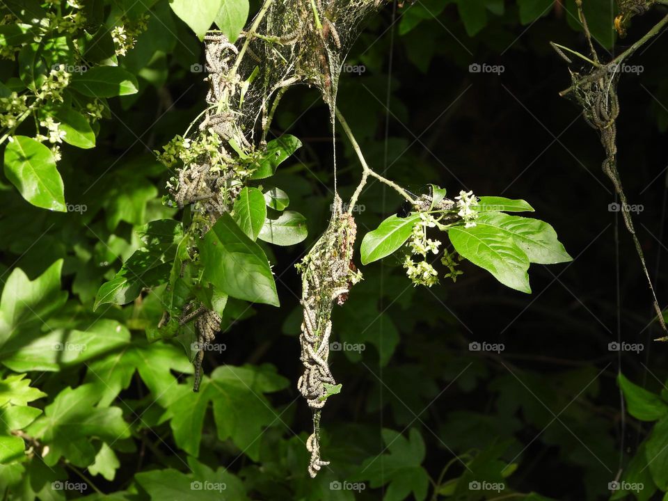 A group of caterpillars in a tree 