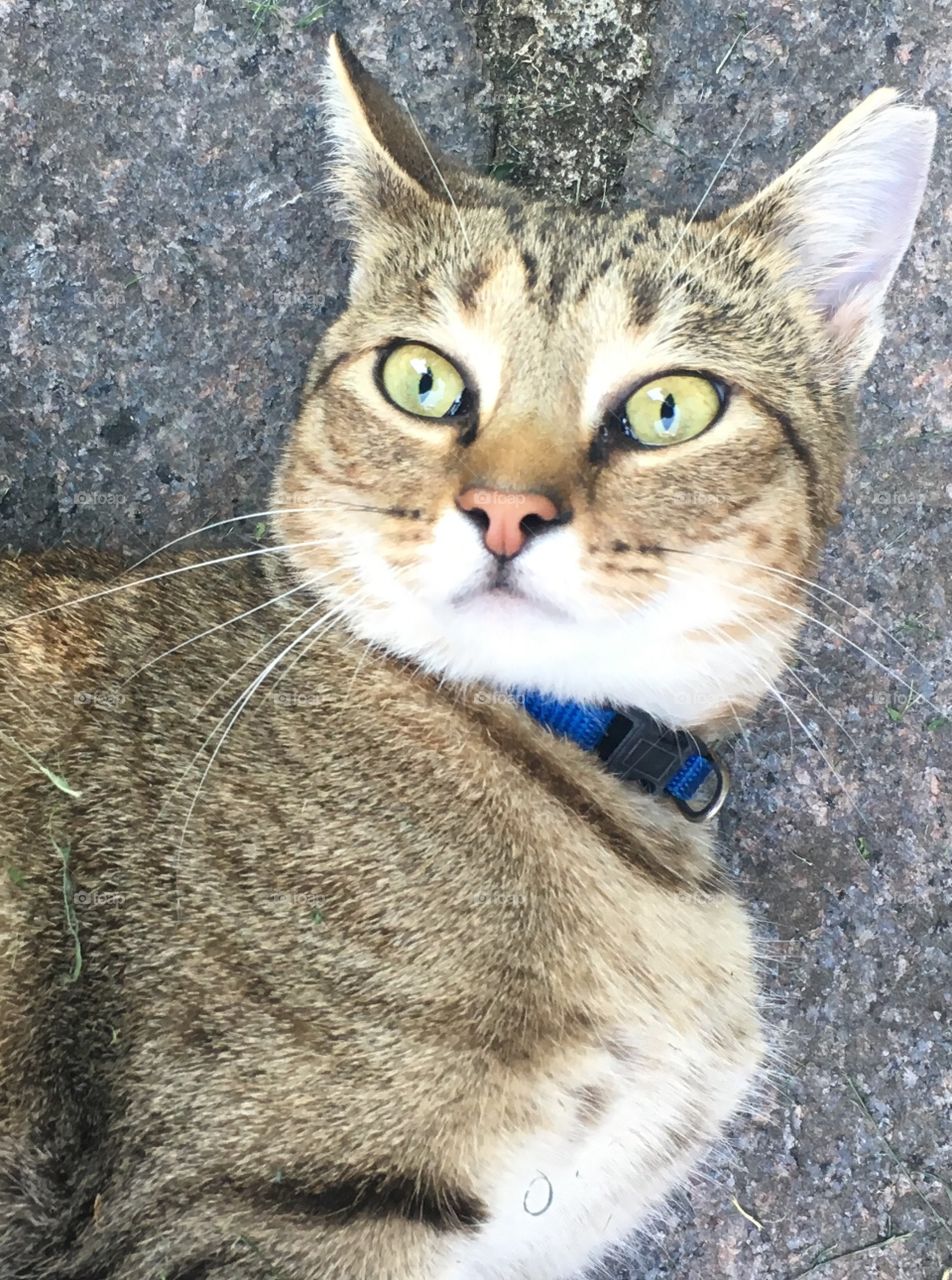 Green eyed cat!