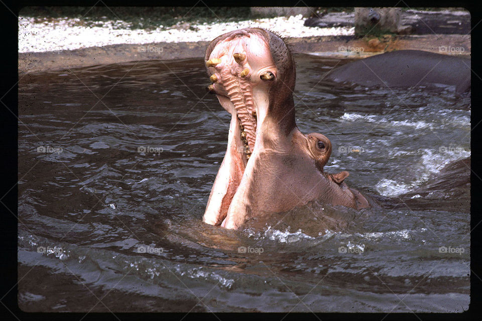 Yawning Hippo