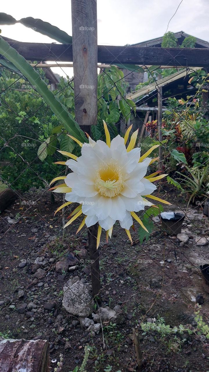 The Dragonfruit flower. This was taken early morning as the dragonfruit flower only blooms at night.