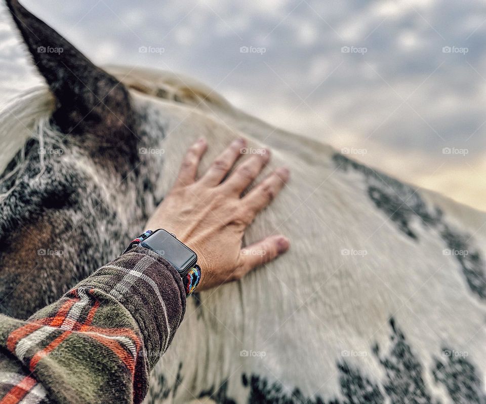 Woman’s hand petting horse, in the early morning light, visiting a horse farm, horses on the farm, woman’s hand 