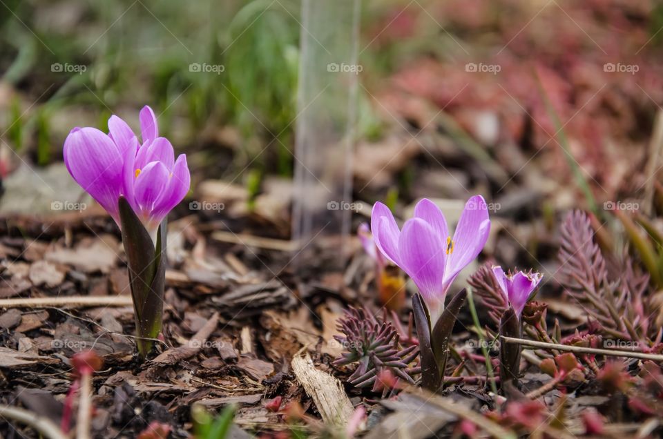 Three violet spring flowers.