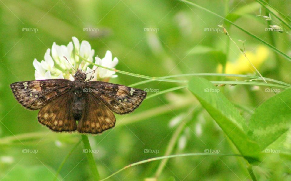 Moth Resting on a Flower. Pretty moth on a flower in a clover field 