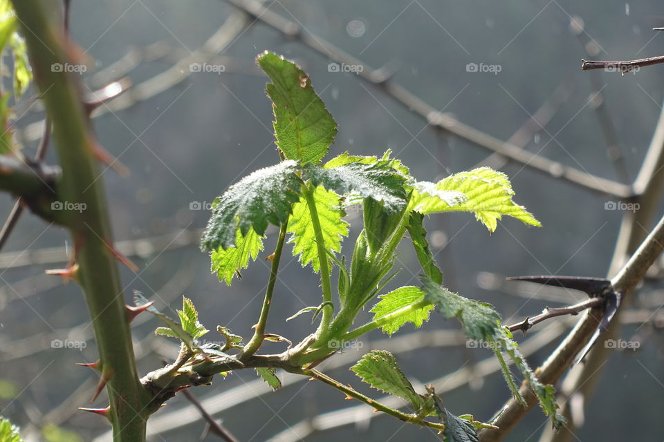 Green Leaves