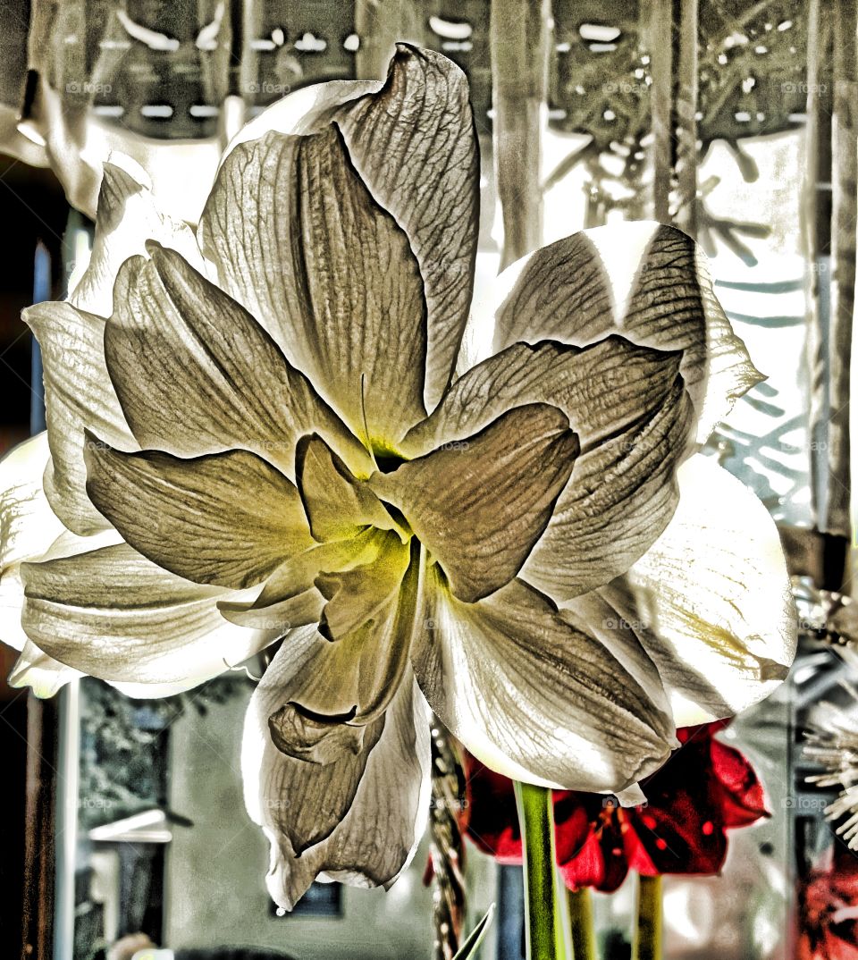 white amaryllis