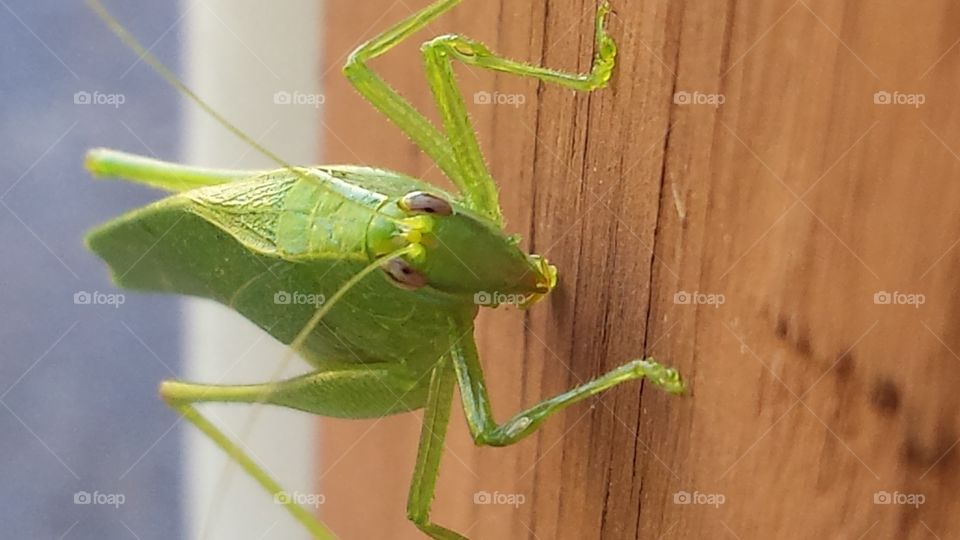 Katydid macro