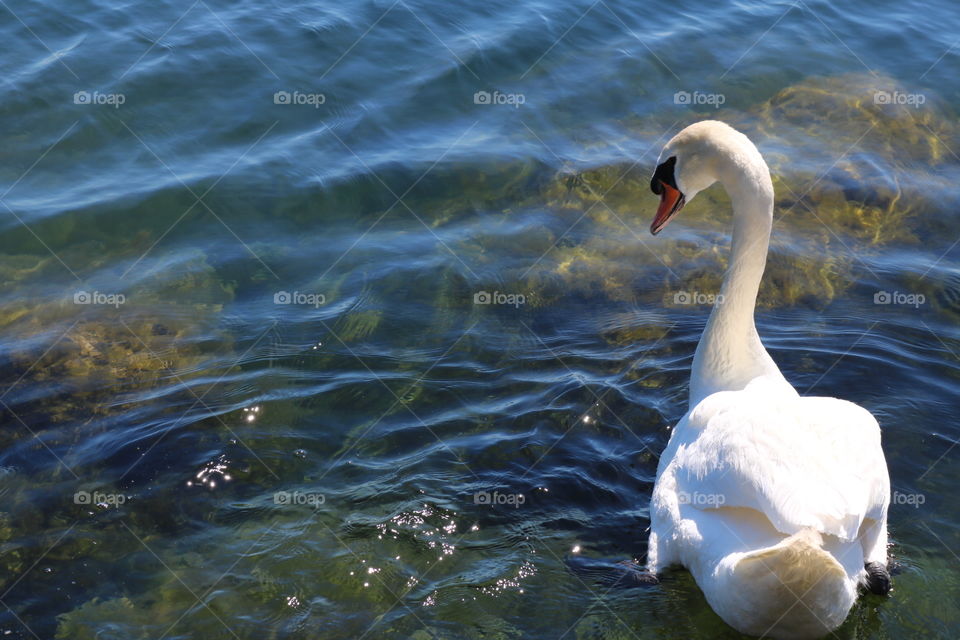 Swan In Lake