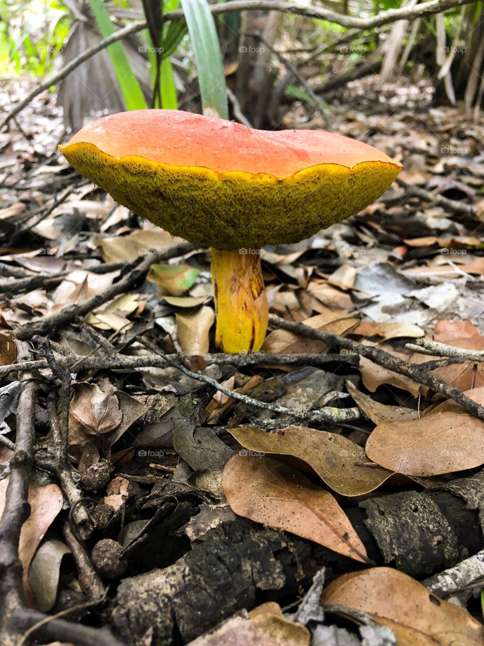 Orange bolete mushrooms found in a South Florida forest. “Make Sure Your Bolete Doesn’t Stain Blue When Bruised, or have bright red or yellow pores at the bottom. “ if not they are edible.