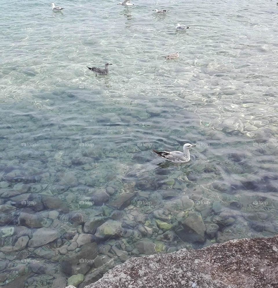 urban nature wildlife