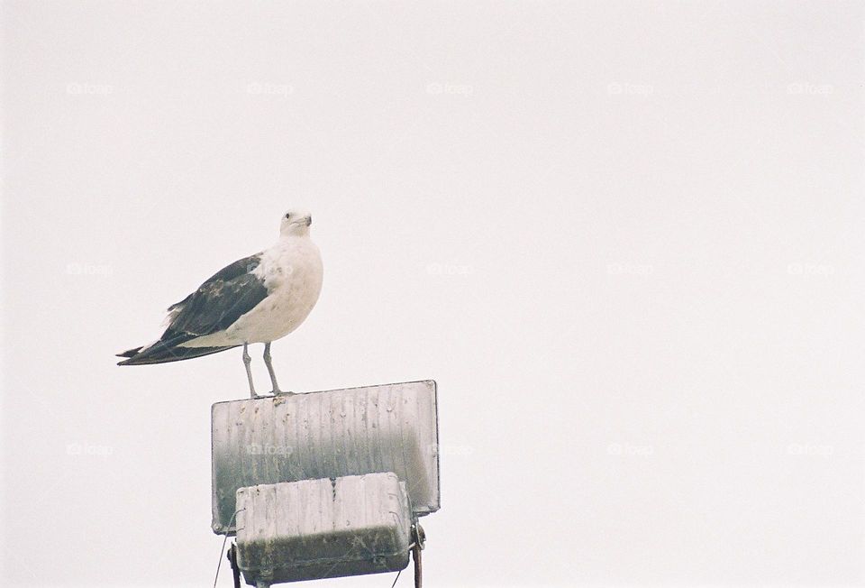 seagull resting on a street lamp.35mm Canon film camera.