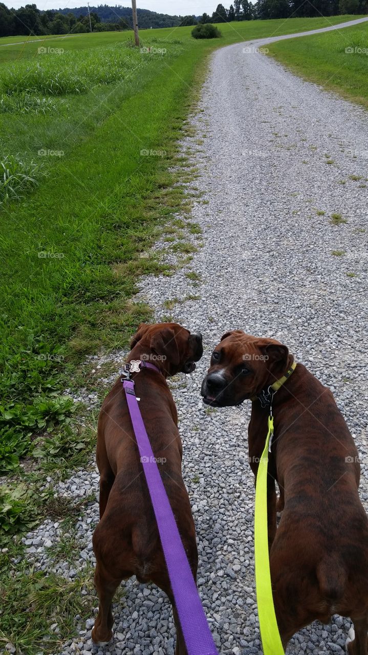 We want to go for our walk