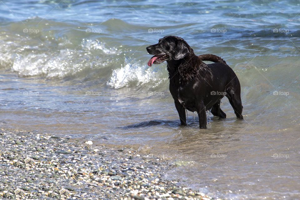 Dog and the waves