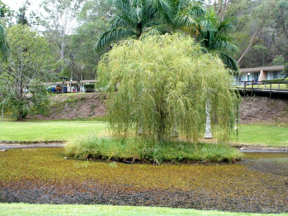 Tree in swamp. Weeping willow 
