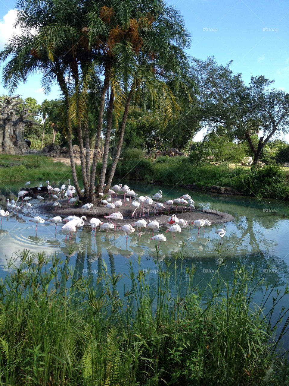 nature water island flamingos by bethos