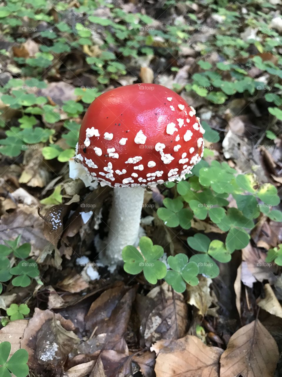 Poisoning mushroom 