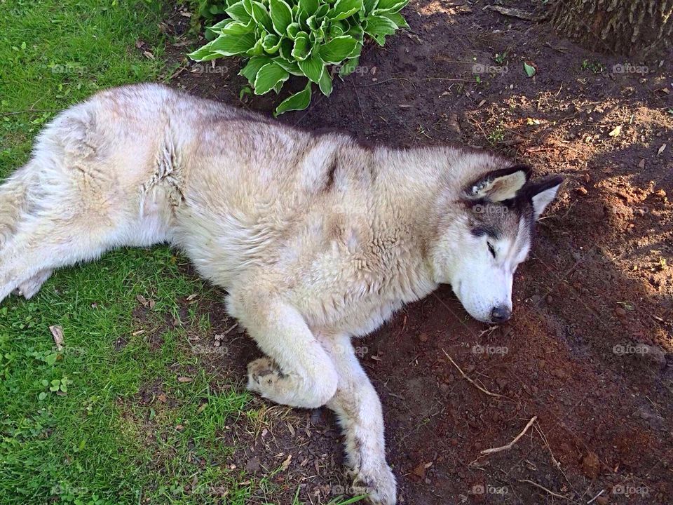 Napping in the flower bed
