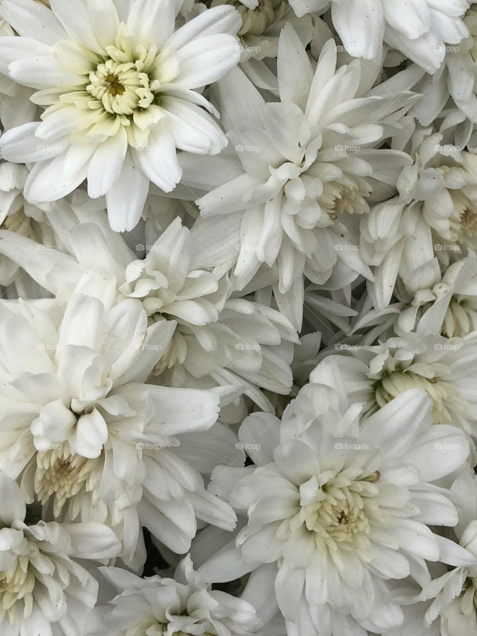 White chrysanthemums fall season